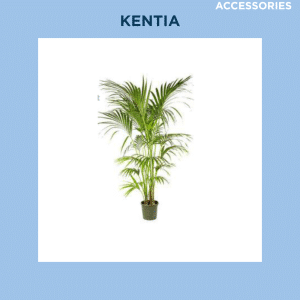 KENTIA
