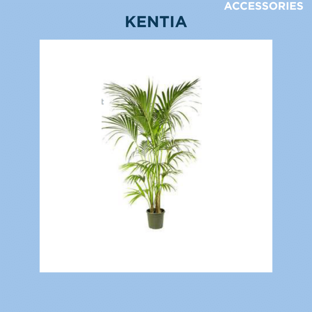 KENTIA